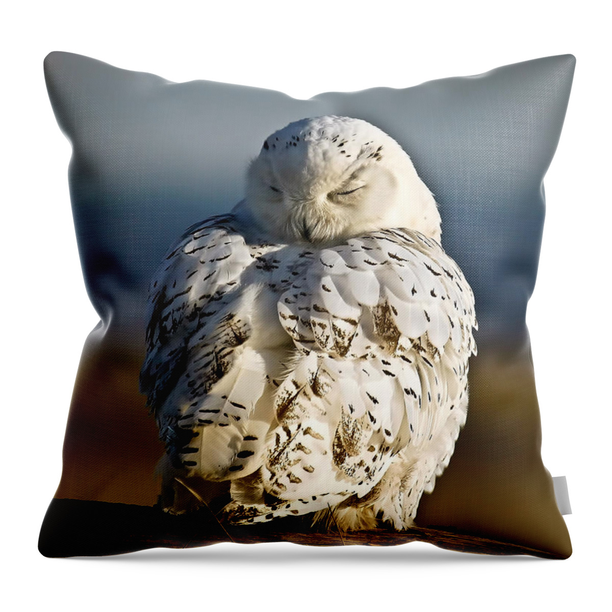 Snowy Owl Throw Pillow featuring the photograph Sleeping Snowy Owl by Steve McKinzie