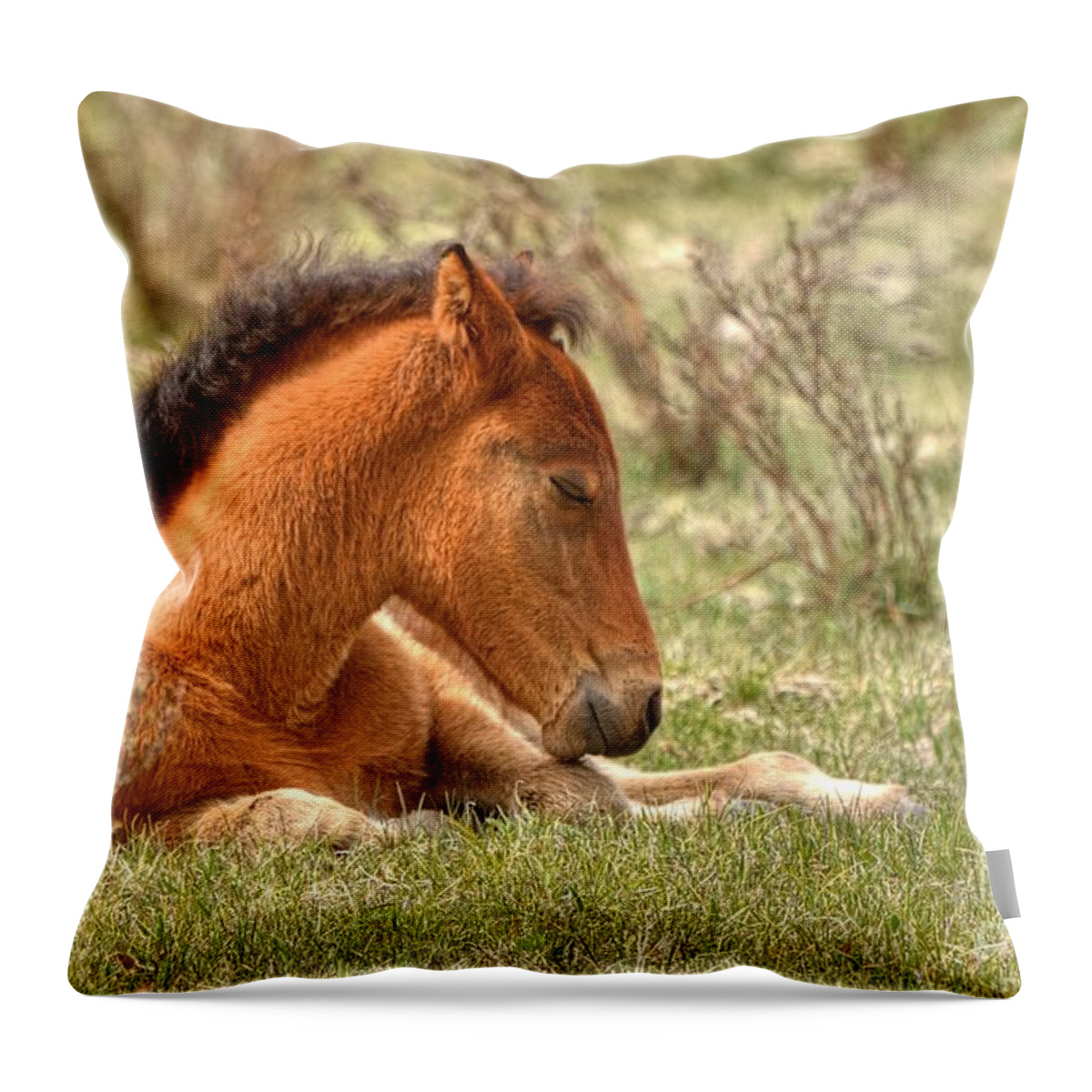 Colt Throw Pillow featuring the photograph Sleepy by James Anderson