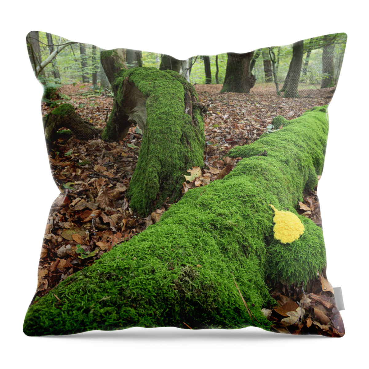 Heike Odermatt Throw Pillow featuring the photograph Slime Mold With Moss In Beech Forest by Heike Odermatt