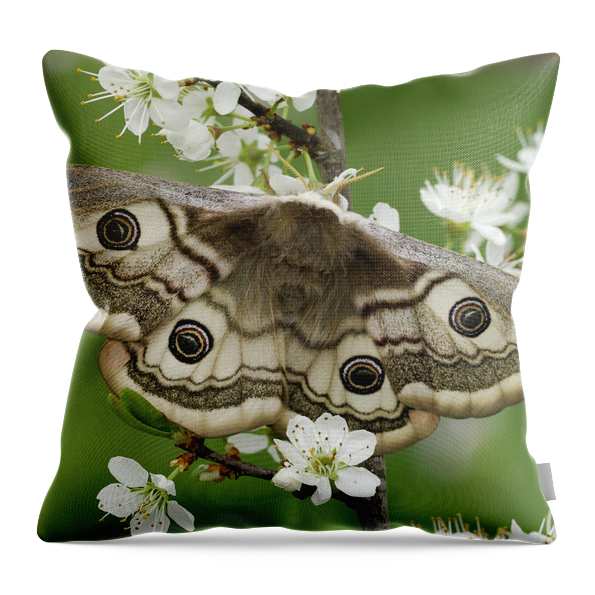 Feb0514 Throw Pillow featuring the photograph Small Emperor Moth Female Switzerland by Thomas Marent