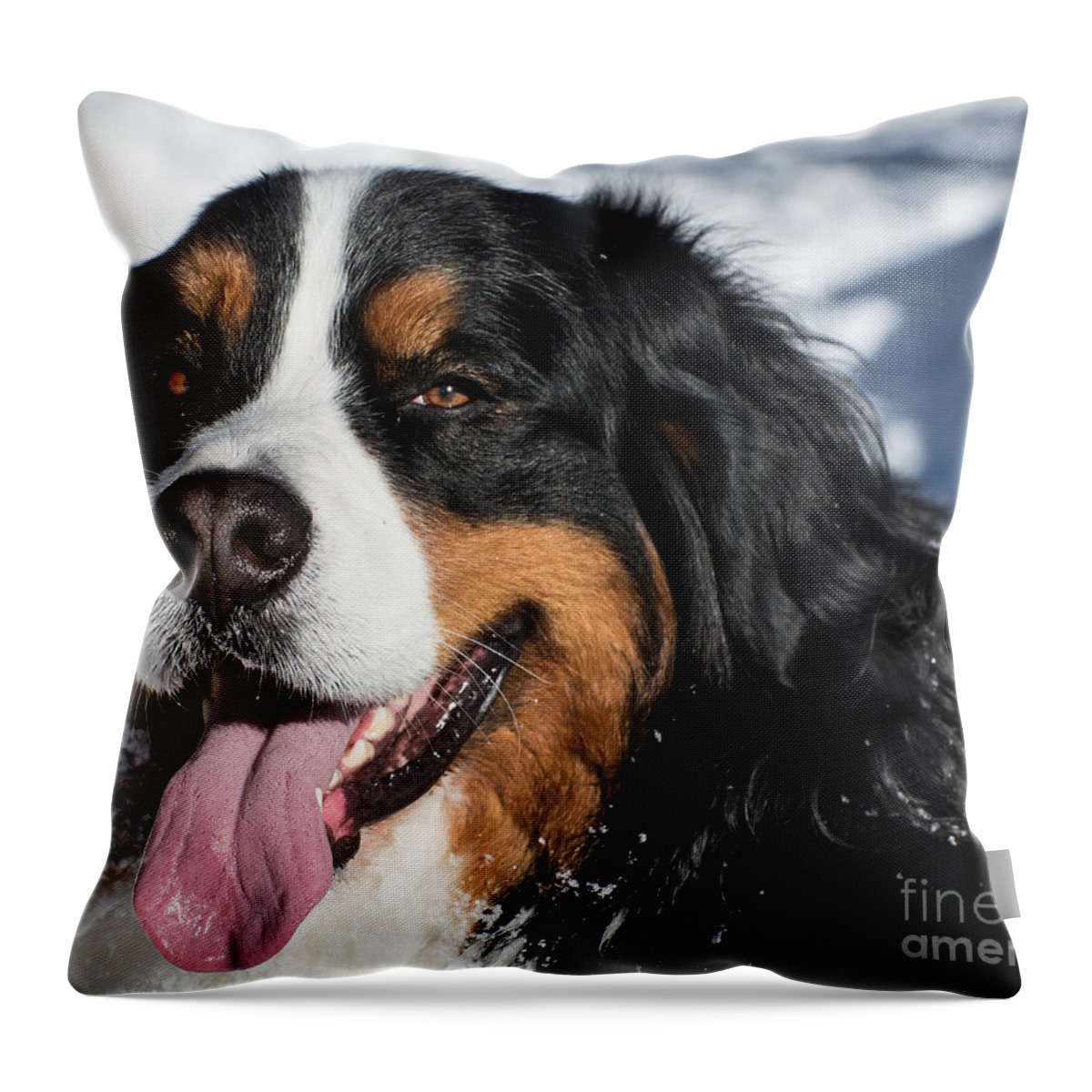 Bernese Throw Pillow featuring the photograph Smiling Bernese Mountain Dog in Winter Snow by Gary Whitton