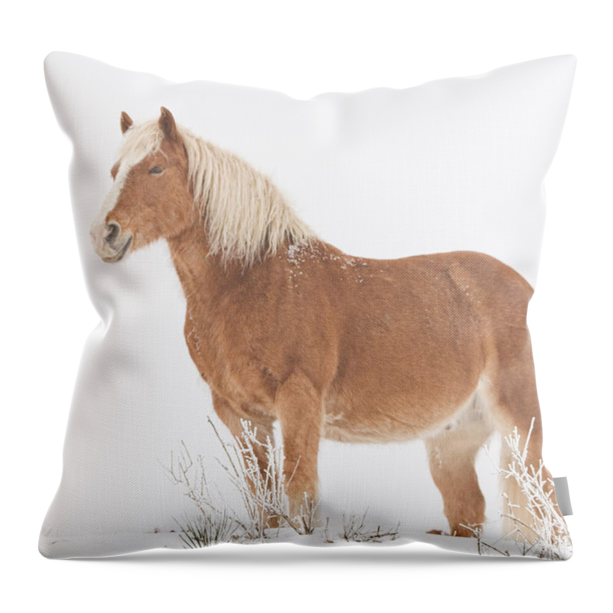 Palomino Throw Pillow featuring the photograph Smiling Palomino in the Snow by James BO Insogna