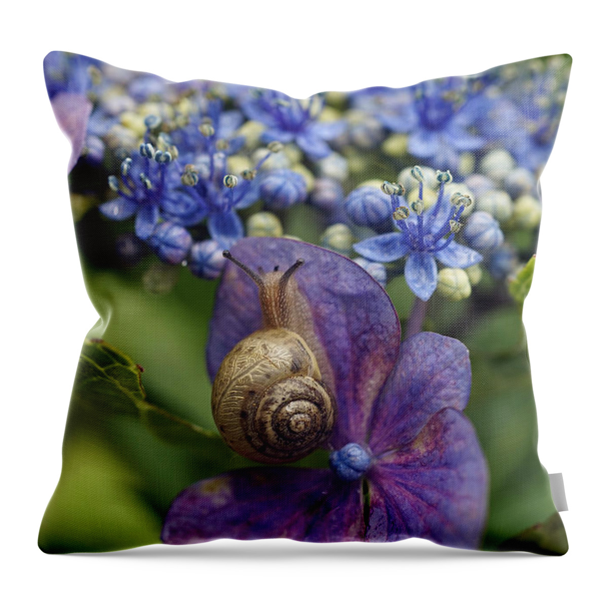 Hiroya Minakuchi Throw Pillow featuring the photograph Snail On Hydrangea Flower Japan by Hiroya Minakuchi