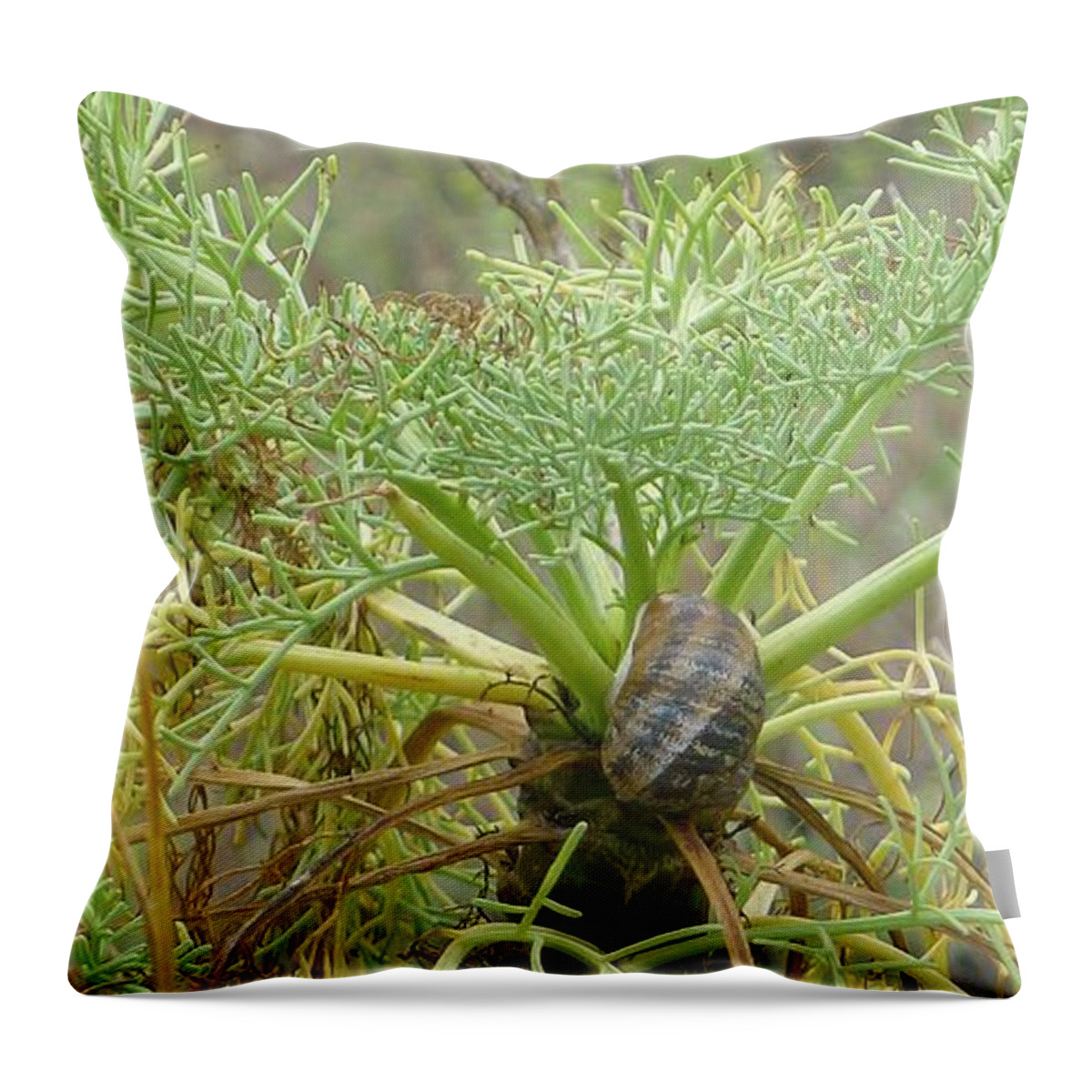  Throw Pillow featuring the photograph Snail Trail by Nora Boghossian