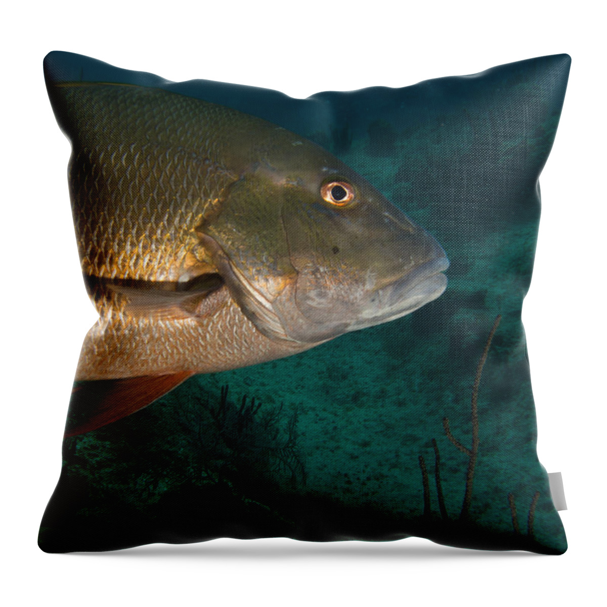 Fish Throw Pillow featuring the photograph Snapper by Jean Noren