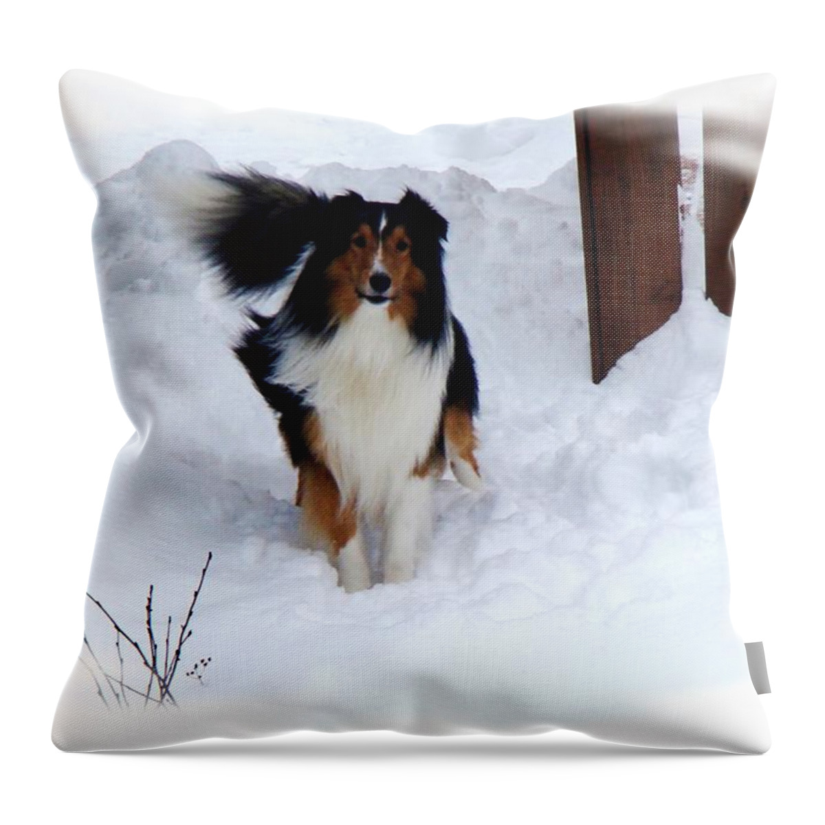 Dog Throw Pillow featuring the photograph Snow Collie by Zinvolle Art