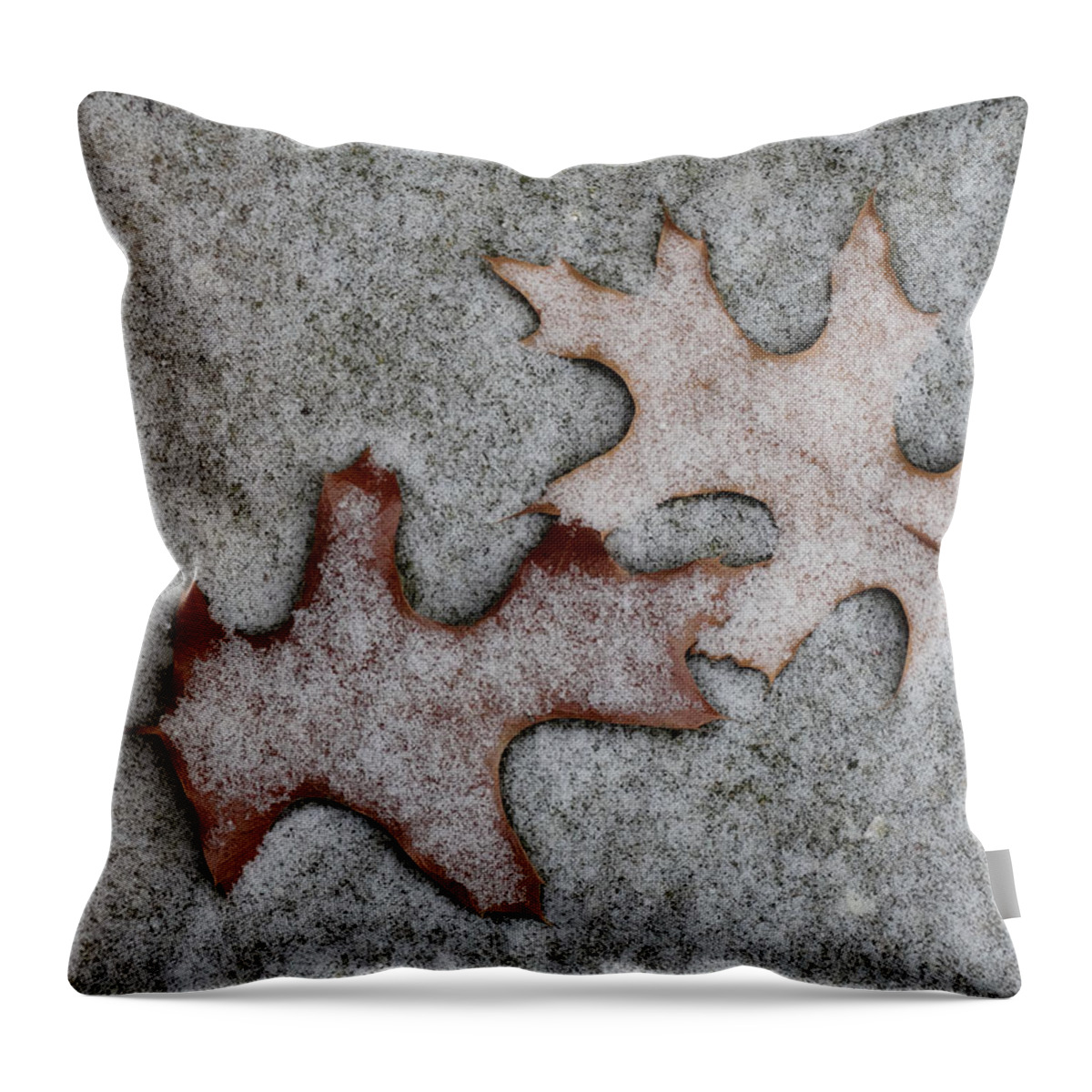 Two Throw Pillow featuring the photograph Snow Dusted Oak Leaves by David T Wilkinson