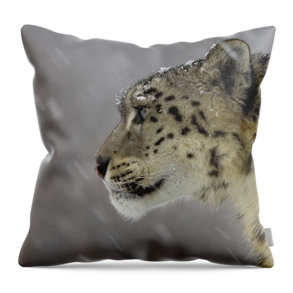 Flpa Throw Pillow featuring the photograph Snow Leopard In Snowfall by Malcolm Schuyl
