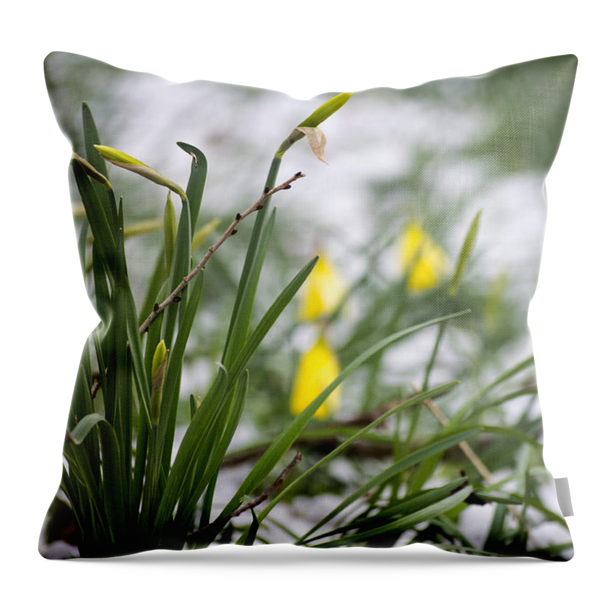 Daffodils Throw Pillow featuring the photograph Snowy Daffodils by Spikey Mouse Photography