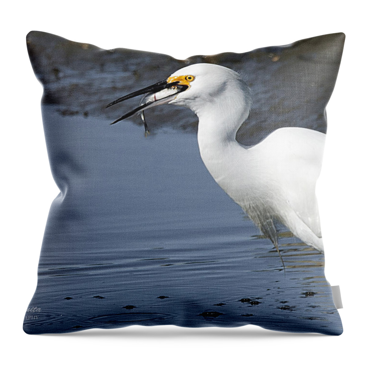 Snowy Egret Throw Pillow featuring the photograph Snowy Egret finds Lunch by Joe Granita