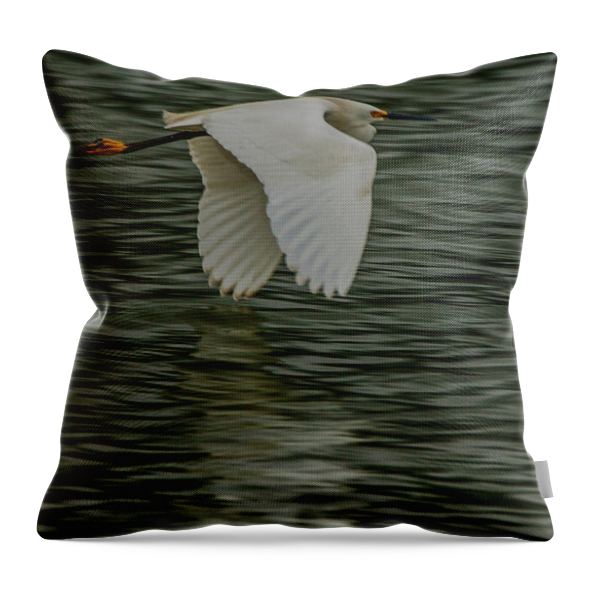 Egretta Thula Throw Pillow featuring the photograph Snowy Egret on estuary by Jeff Folger