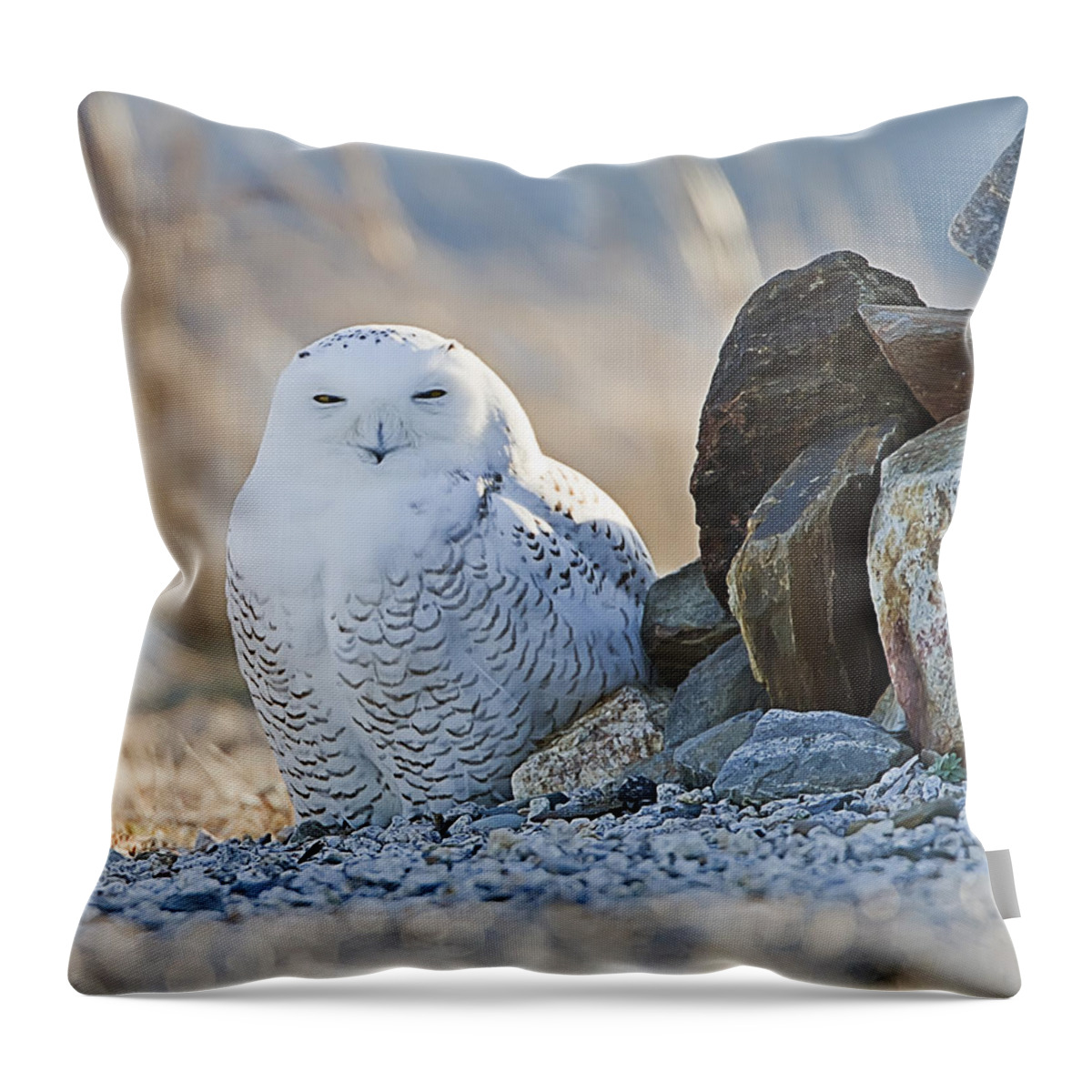 Snowy Owl Throw Pillow featuring the photograph Snowy Owl Among the Rocks by John Vose