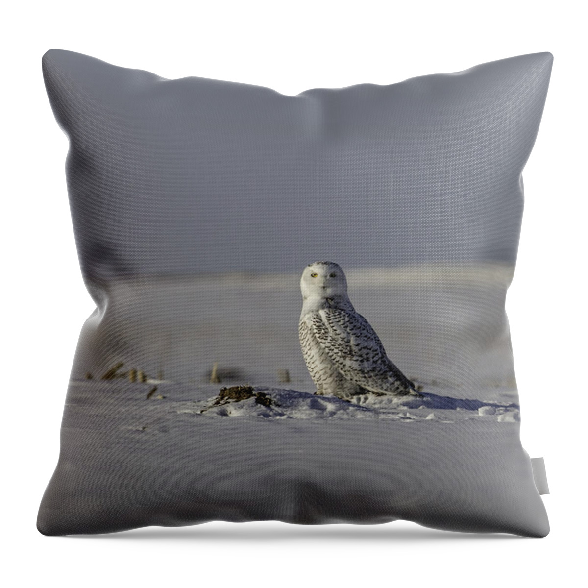 Snowy Owl (bubo Scandiacus) Throw Pillow featuring the photograph Snowy Owl In A Snow Covered Field by Thomas Young