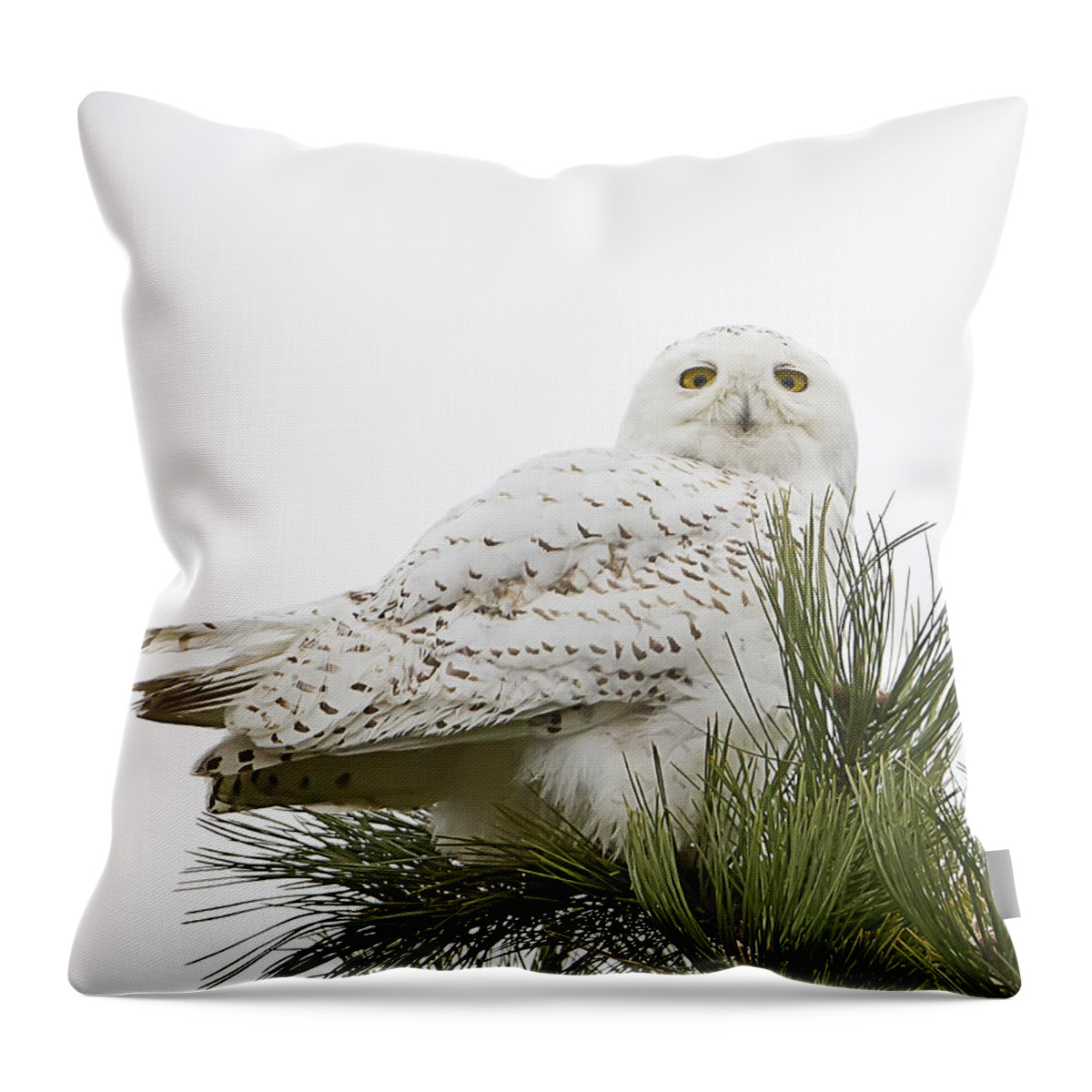 Snowy Owl Throw Pillow featuring the photograph Snowy Owl in a Tree by John Vose