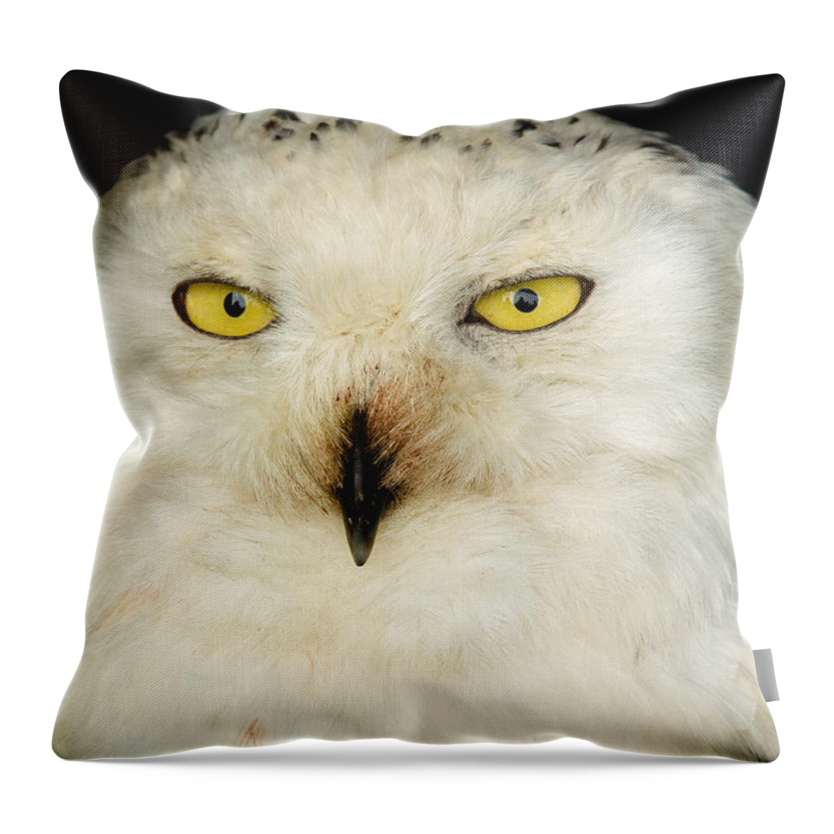 Barn Throw Pillow featuring the photograph Snowy Owl by Mark Llewellyn