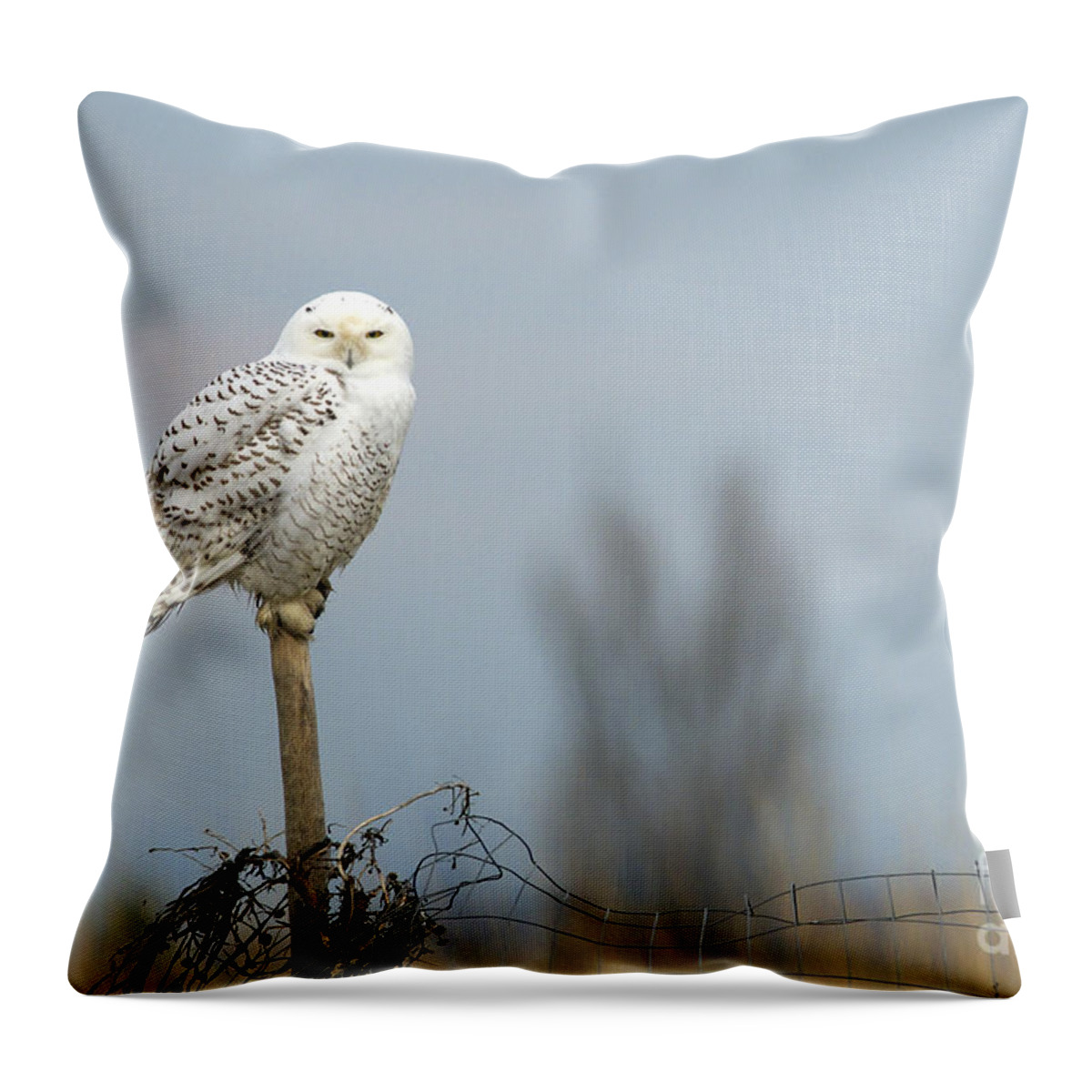 Snowy Owl Throw Pillow featuring the photograph Snowy Owl on Fence Post 2 by Sharon Talson