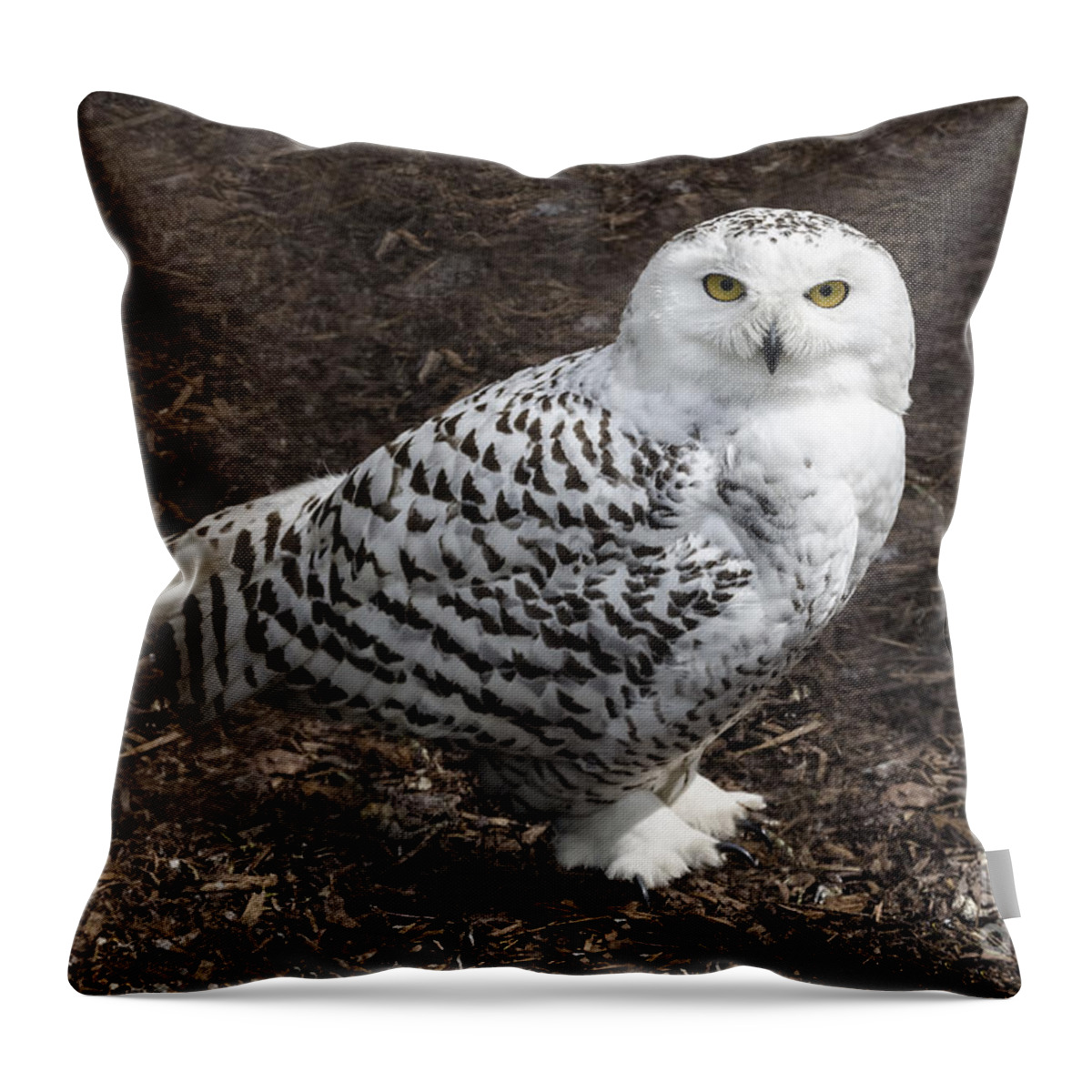 Bubo Scandiaca Throw Pillow featuring the photograph Snowy owl by Steev Stamford