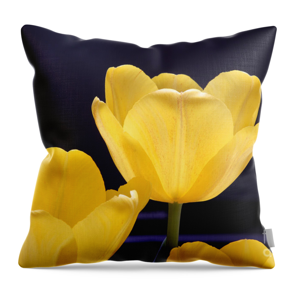 Yellow Throw Pillow featuring the photograph Soaking in the Sun by Jayne Carney