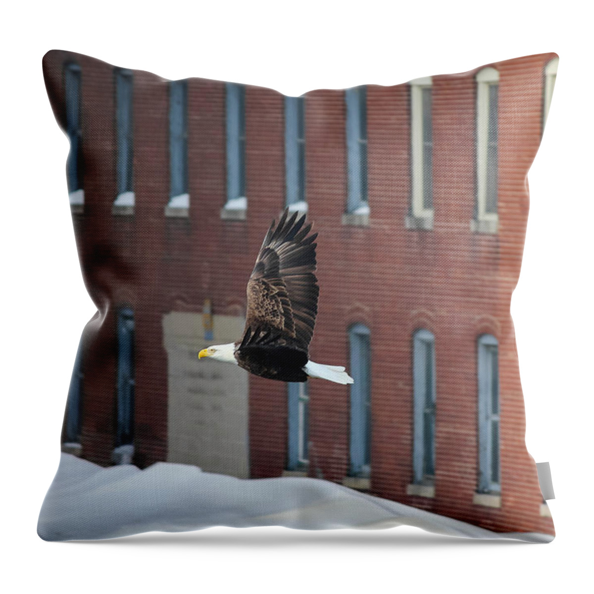 Bald Eagle Throw Pillow featuring the photograph Soaring to Greatness by Viviana Nadowski