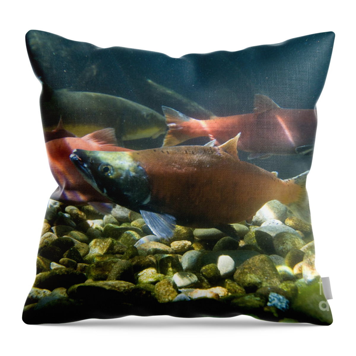 Nature Throw Pillow featuring the photograph Sockeye Salmon Kokanee by William H. Mullins