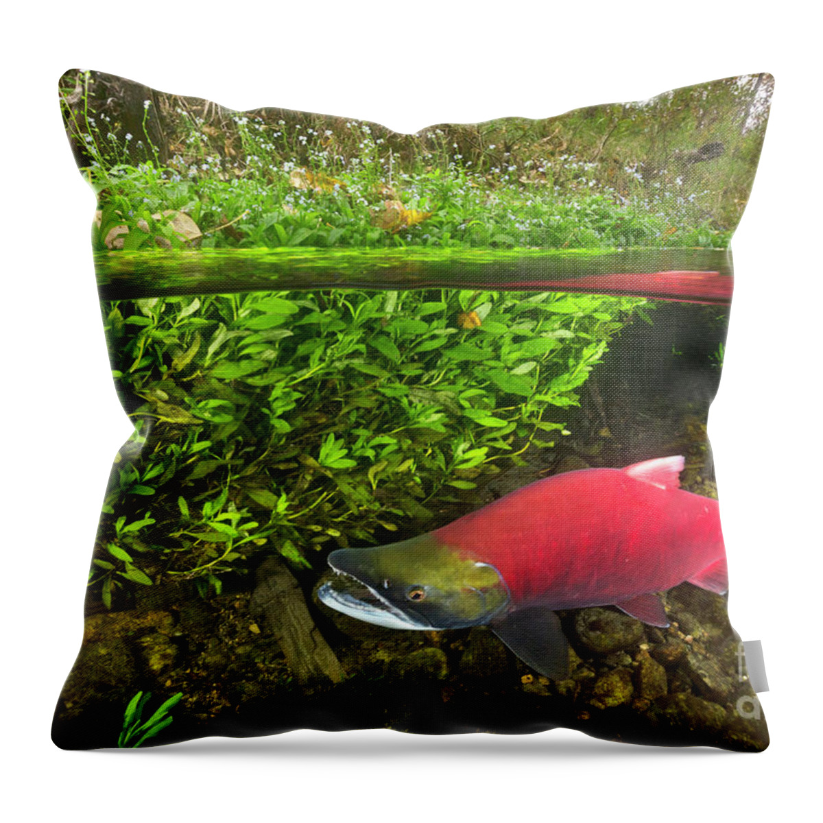 00551433 Throw Pillow featuring the photograph Sockeye Salmon Migrating by Yva Momatiuk John Eastcott