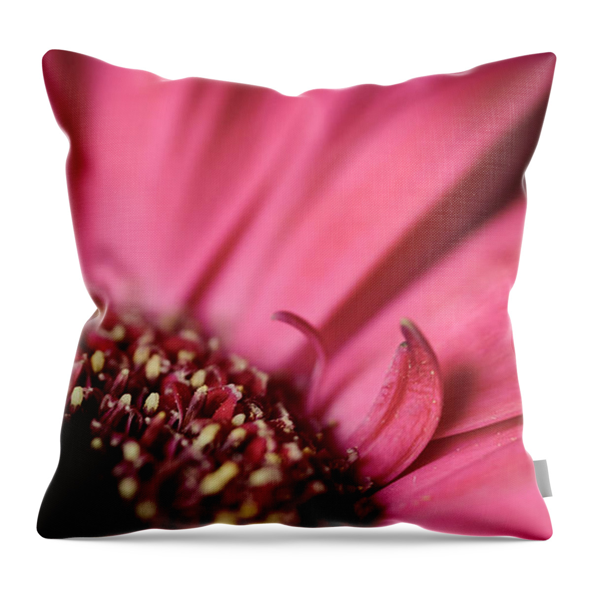 2x1 Throw Pillow featuring the photograph Soft Pink Gerbera Blossom by Hannes Cmarits