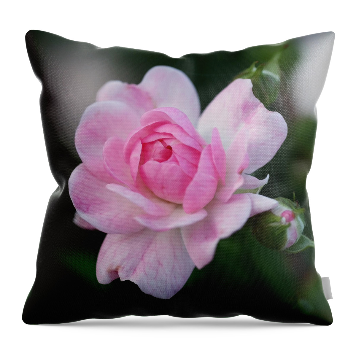 Rosebud Throw Pillow featuring the photograph Soft Pink Miniature Rose by Rona Black