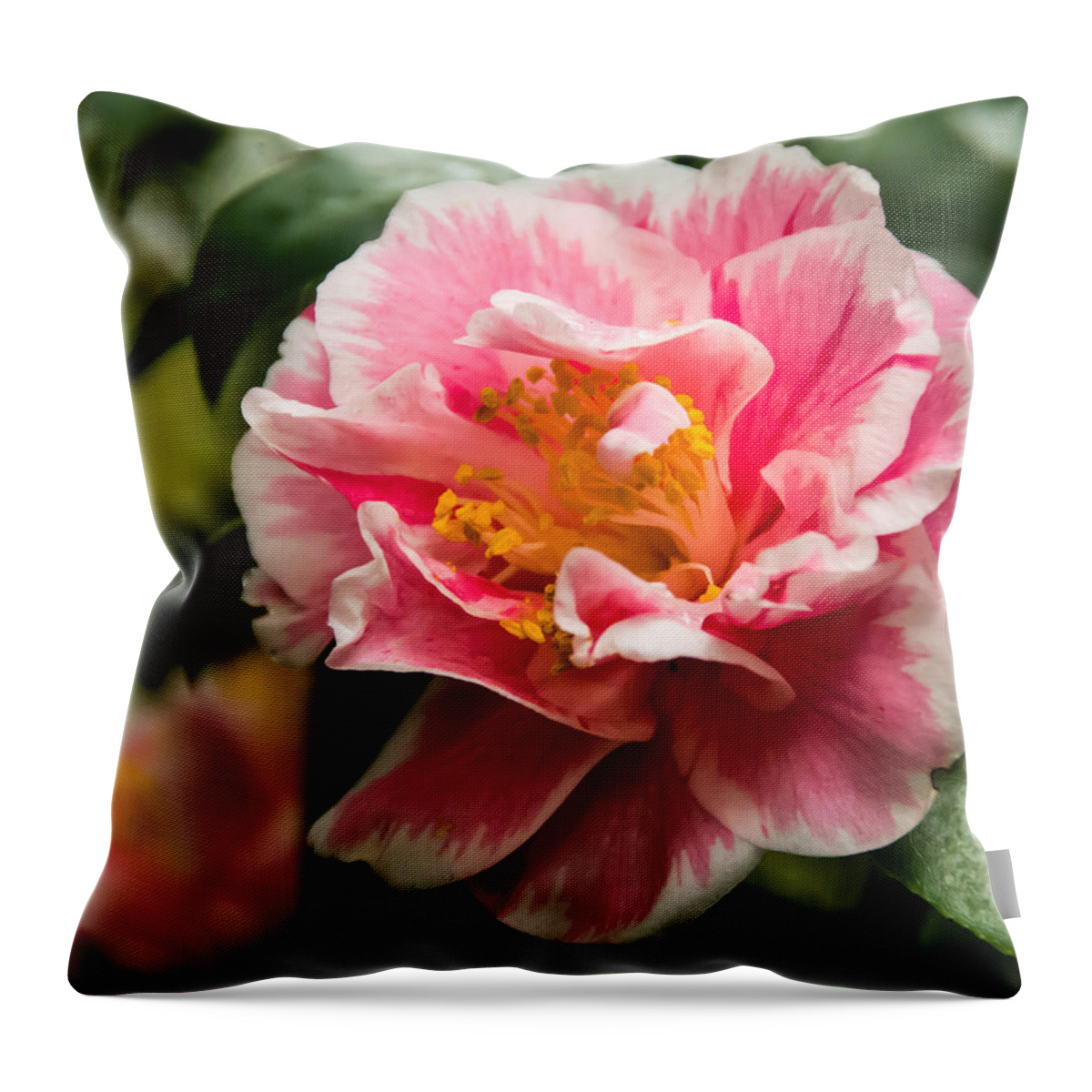 Beautiful Throw Pillow featuring the photograph Softly Striped Camellia by Penny Lisowski