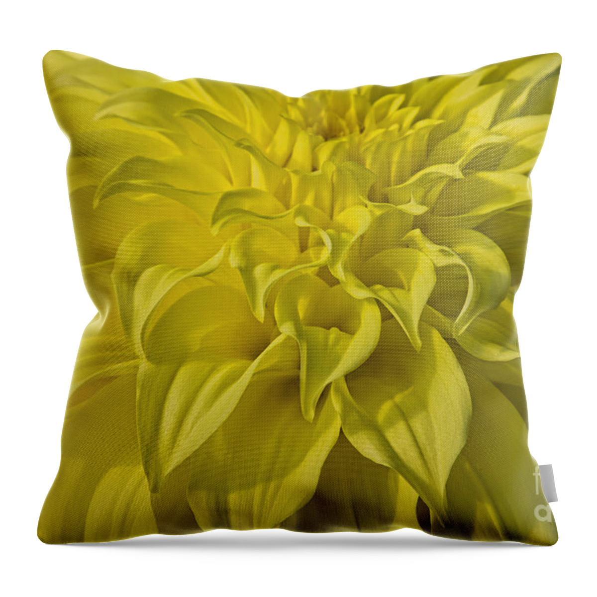 Dahlias Throw Pillow featuring the photograph Solar Flare by Marilyn Cornwell