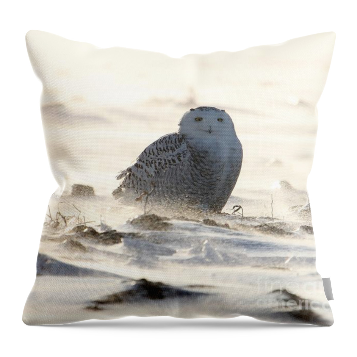 Wildlife Photography Throw Pillow featuring the photograph Sole survivor by Heather King