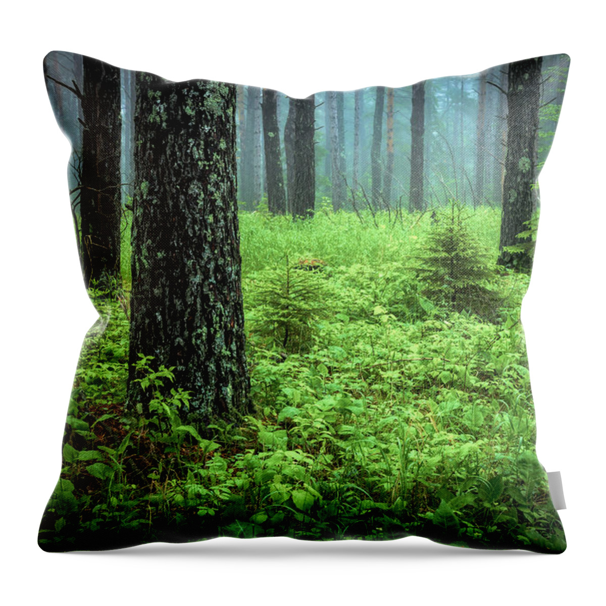 Solstice Glow Solstice Woods Green Trees Forest Fog Mist Hawk Ridge Duluth Minnesota Summer Lake Superior Summer Solstice Lush Magic Nature Greeting Cards Mary Amerman Throw Pillow featuring the photograph Whispering Woods #1 by Mary Amerman