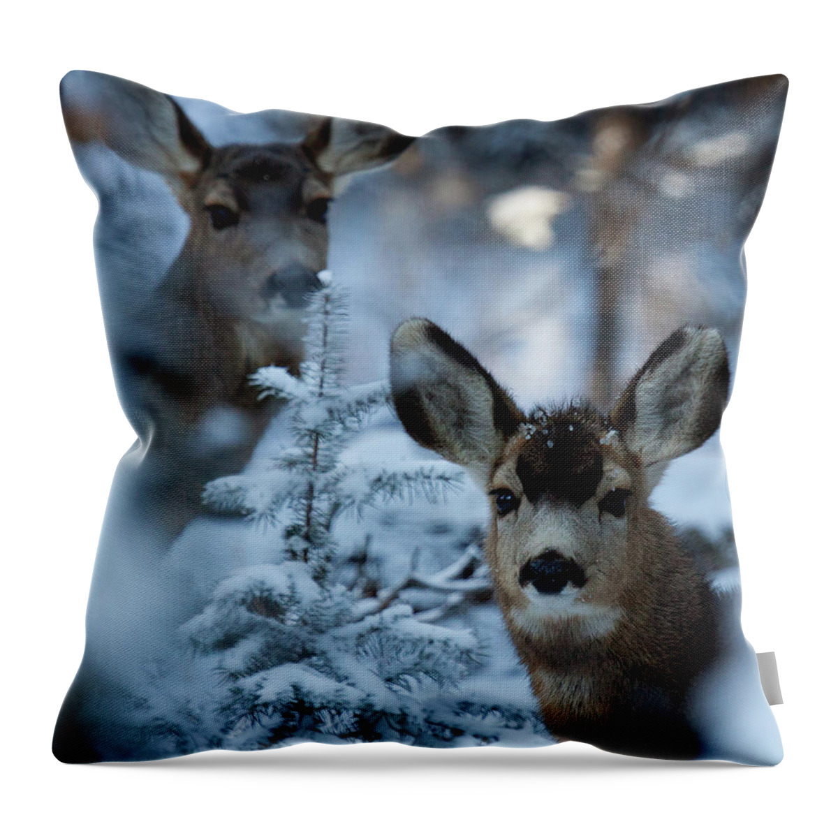 Mule Deer Photograph Throw Pillow featuring the photograph Somebody to Watch Over Me by Jim Garrison
