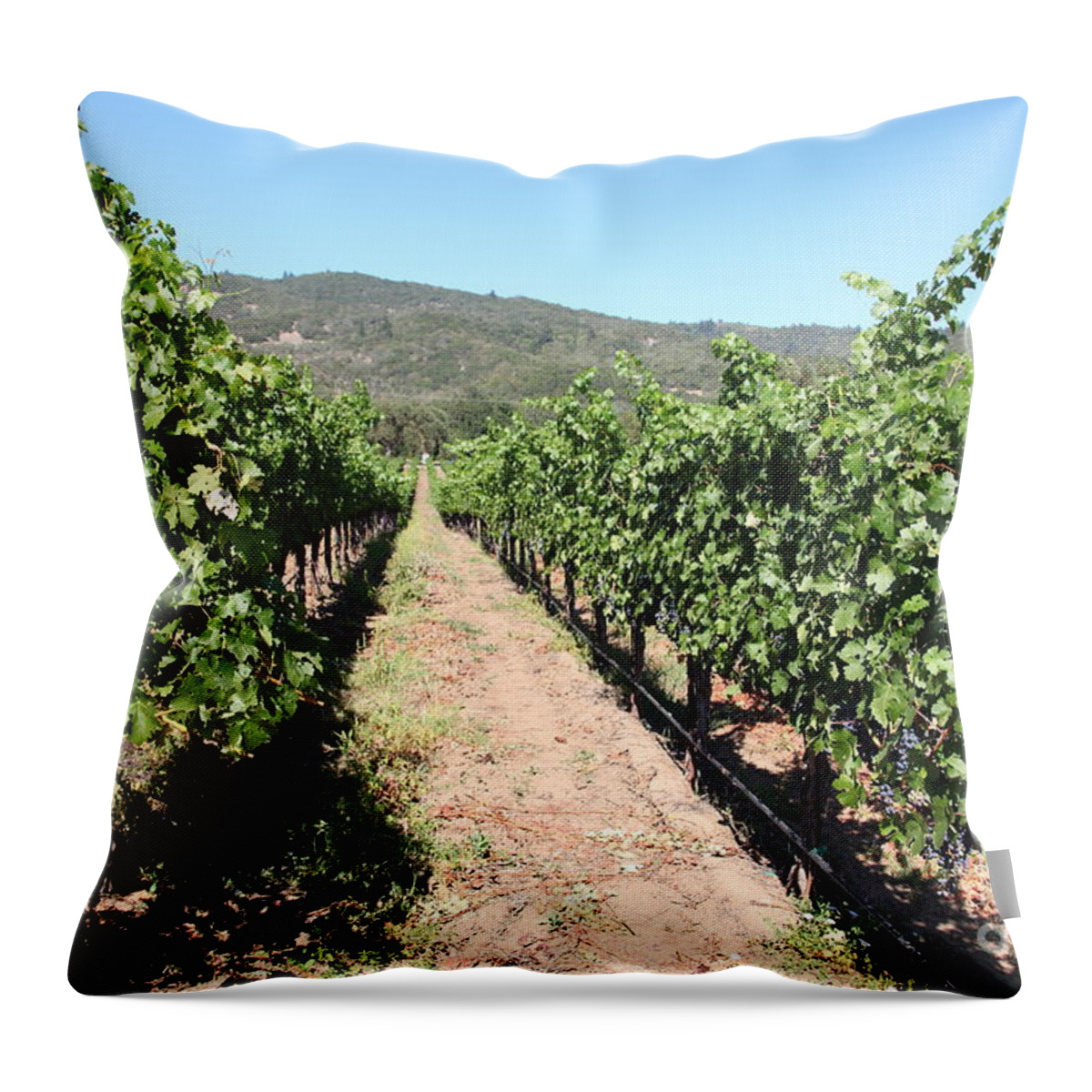 Vineyard Throw Pillow featuring the photograph Sonoma Vineyards In The Sonoma California Wine Country 5D24638 by Wingsdomain Art and Photography