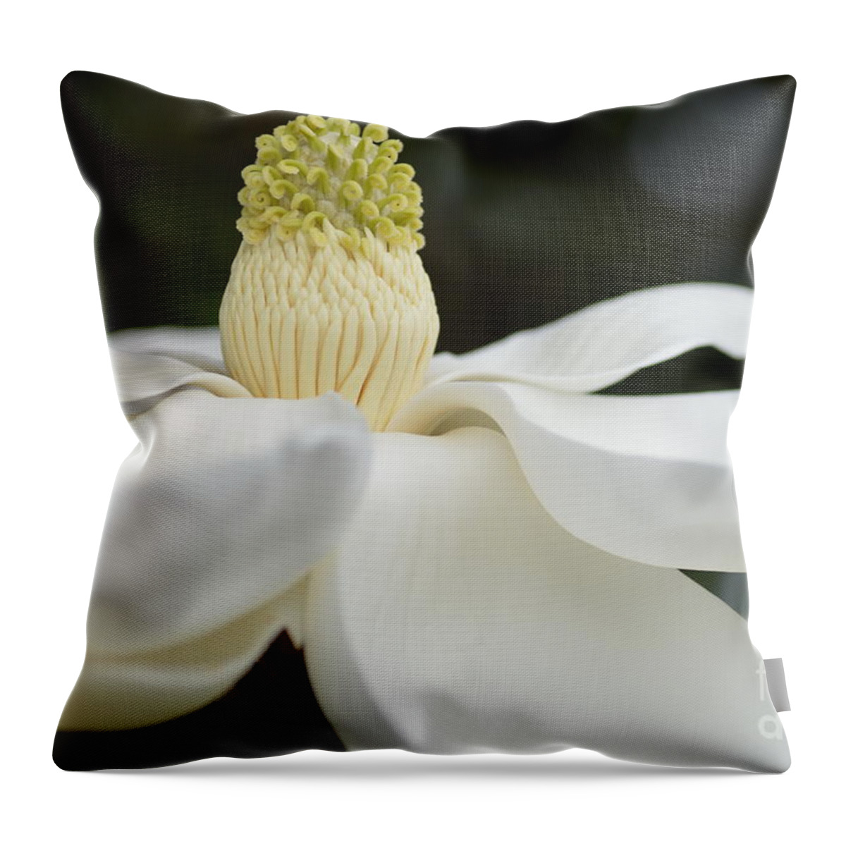 Magnolia Throw Pillow featuring the photograph Southern Magnolia by Julie Adair