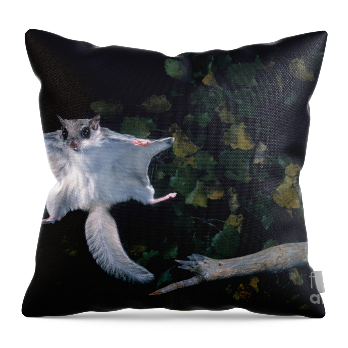 Southern Flying Squirrel Throw Pillow featuring the photograph Southern Flying Squirrel by Nick Bergkessel Jr