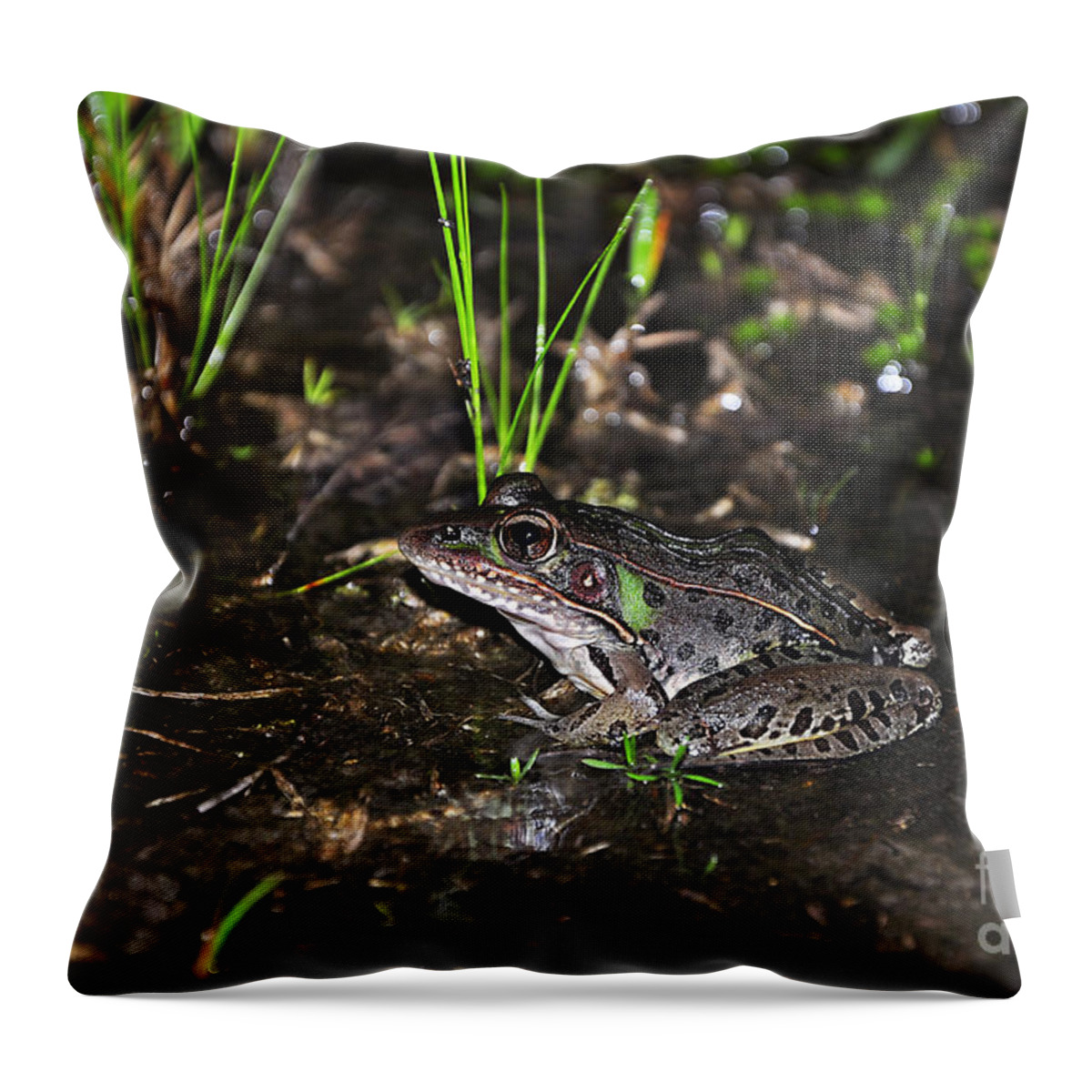 Frog Throw Pillow featuring the photograph Southern Leopard Frog by Al Powell Photography USA