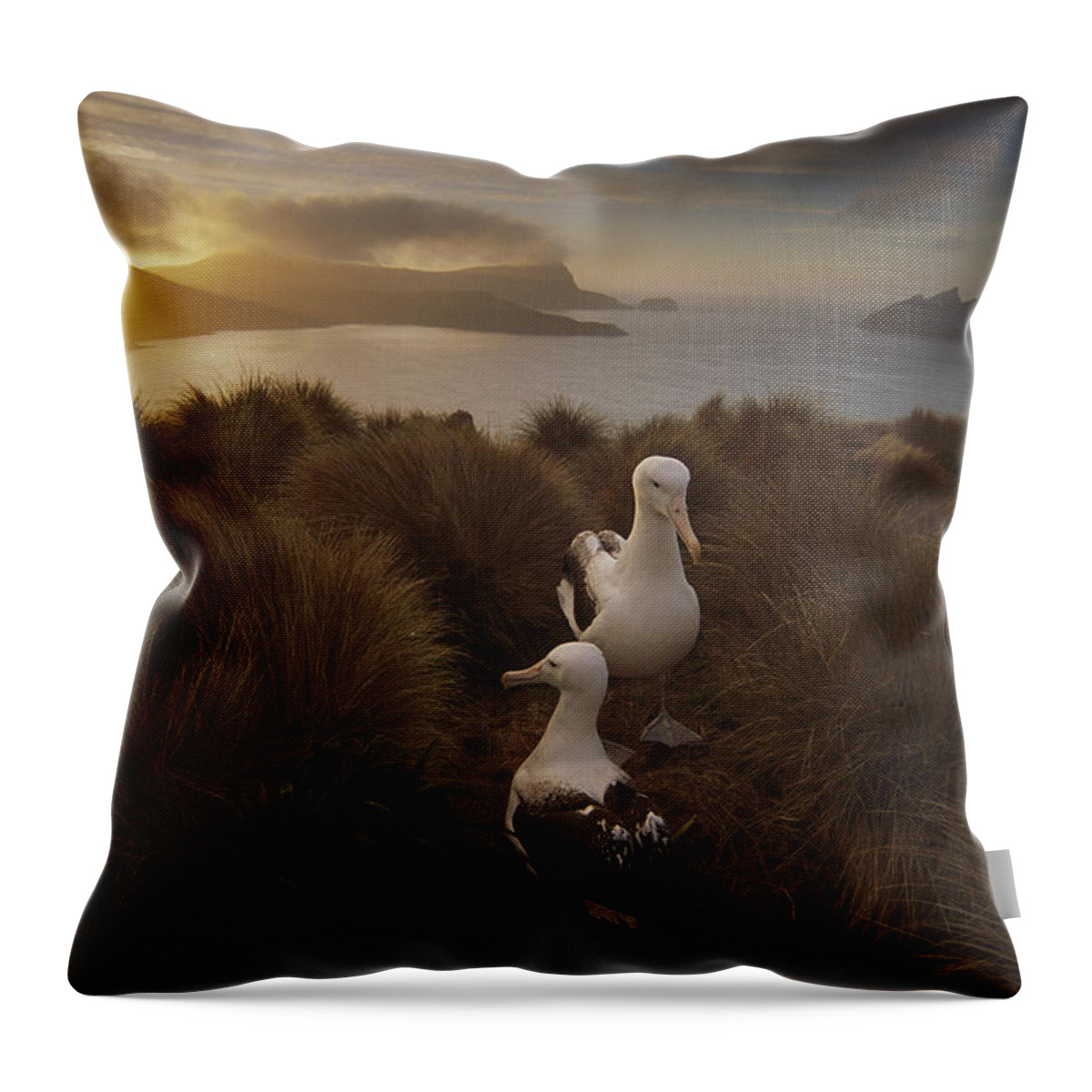 Feb0514 Throw Pillow featuring the photograph Southern Royal Albatrosses Courting by Tui De Roy