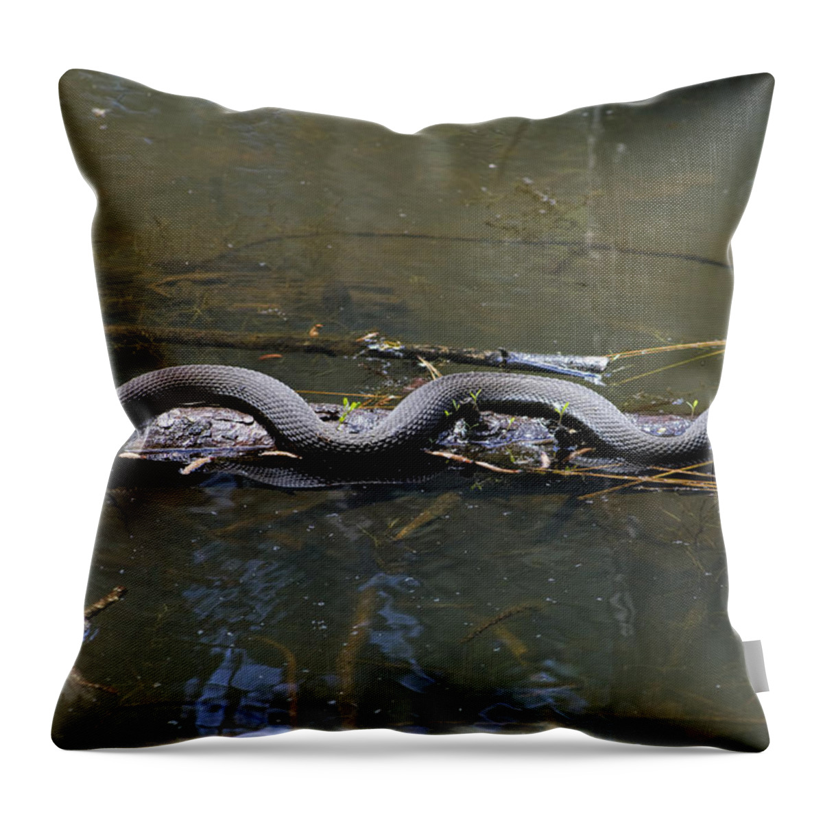 Nerodia Fasciata Throw Pillow featuring the photograph Southern Water Snake - Nerodia fasciata by Kathy Clark