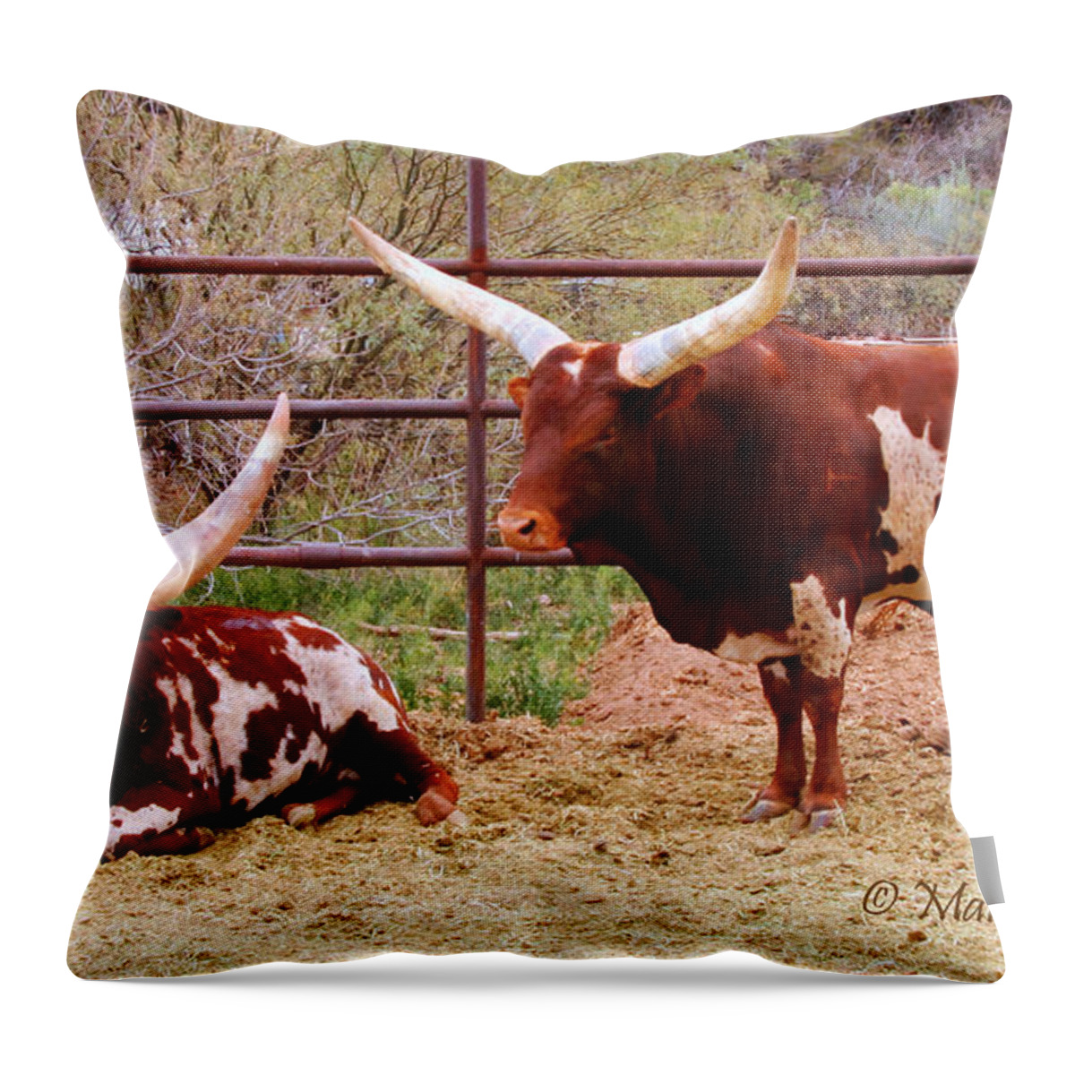 Arizona Throw Pillow featuring the photograph Southwest Long Horn Bulls by Tap On Photo