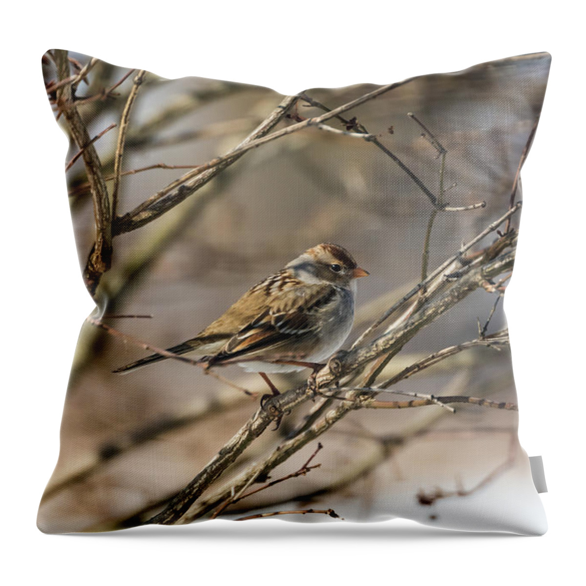 Sparrow Throw Pillow featuring the photograph Sparrow  by Holden The Moment