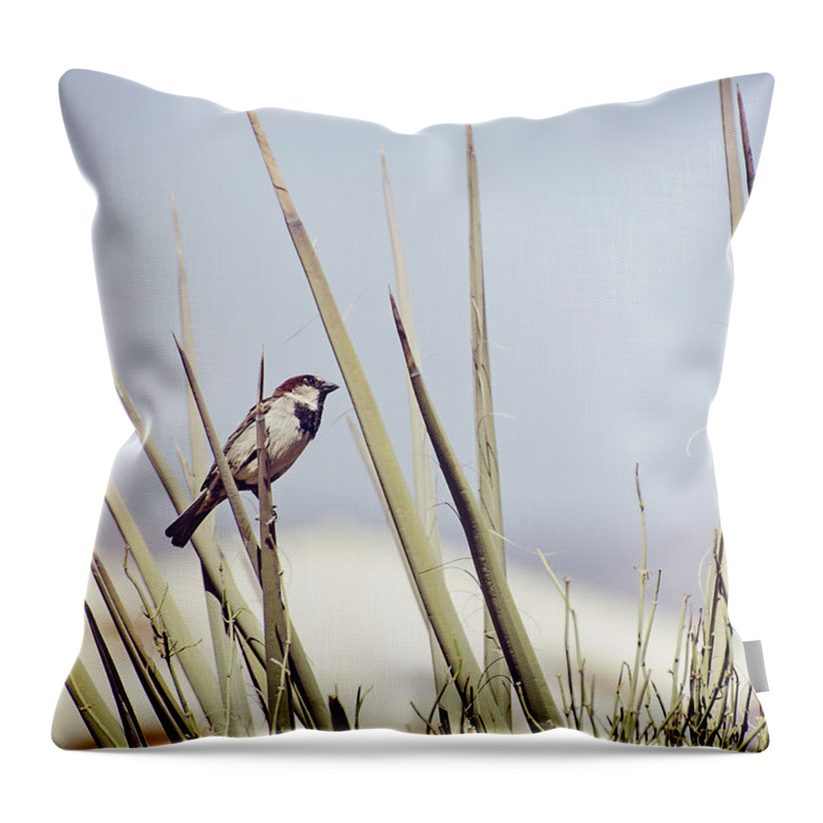 House Sparrow Throw Pillow featuring the photograph Sparrow on the Yucca by Heather Applegate