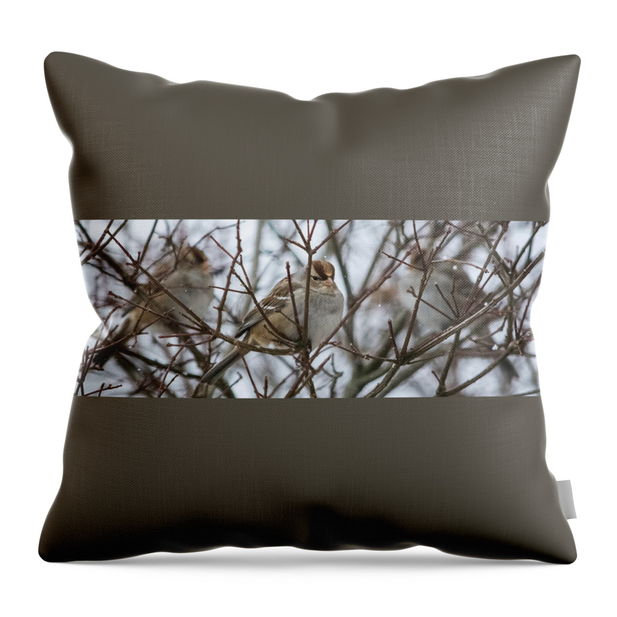 Sparrow Throw Pillow featuring the photograph Sparrows in the Winter by Holden The Moment