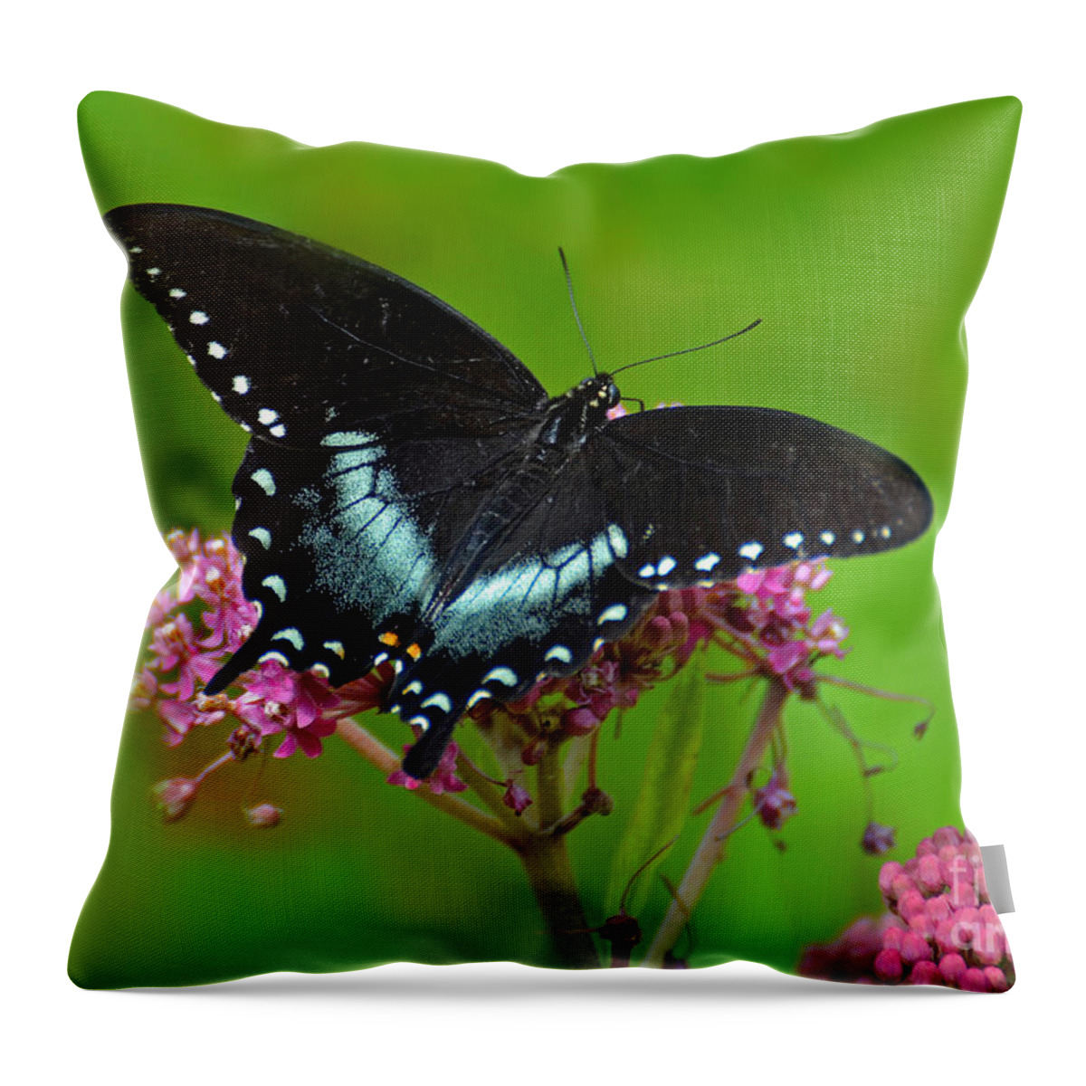 Butterfly Throw Pillow featuring the photograph Spicebush Swallowtail by Rodney Campbell