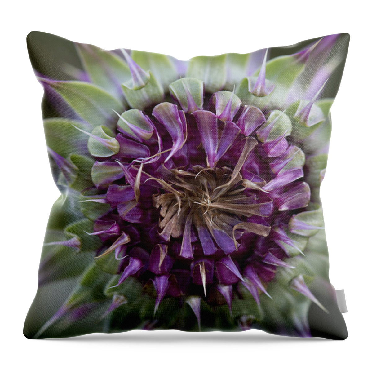 Feb0514 Throw Pillow featuring the photograph Spiny Plumeless Thistle Argentina by Matthias Breiter