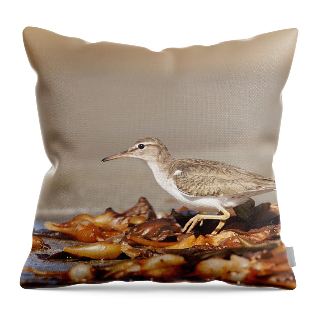 Spotted Sandpiper Throw Pillow featuring the photograph Spotted Sandpiper at the Beach by Ruth Jolly