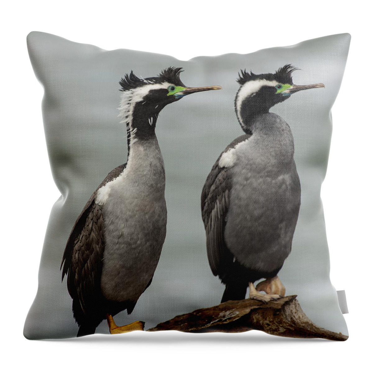 530838 Throw Pillow featuring the photograph Spotted Shags At Shag Point Otago New by Colin Monteath