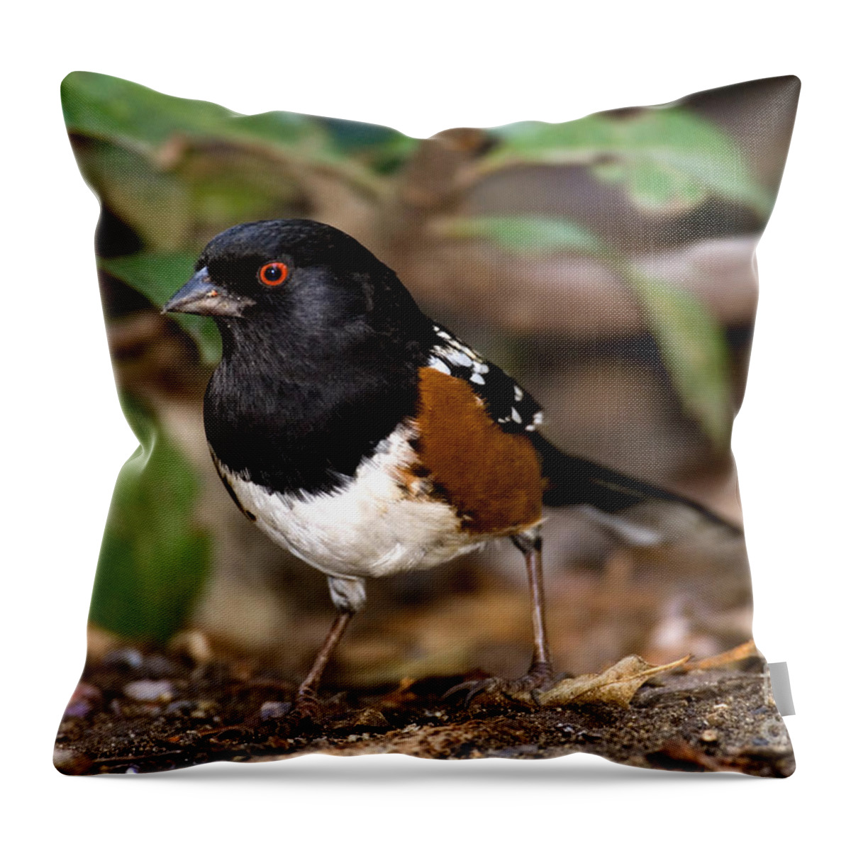Fauna Throw Pillow featuring the photograph Spotted Towhee Pipilo Maculatus by Anthony Mercieca