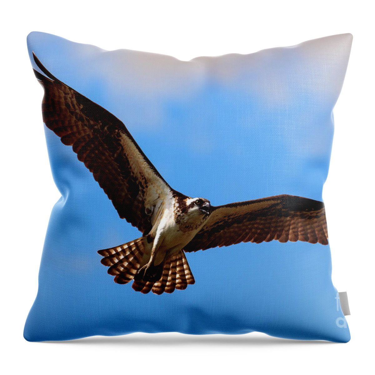 Osprey Throw Pillow featuring the photograph Osprey Spread Your Wings by Michael Dawson