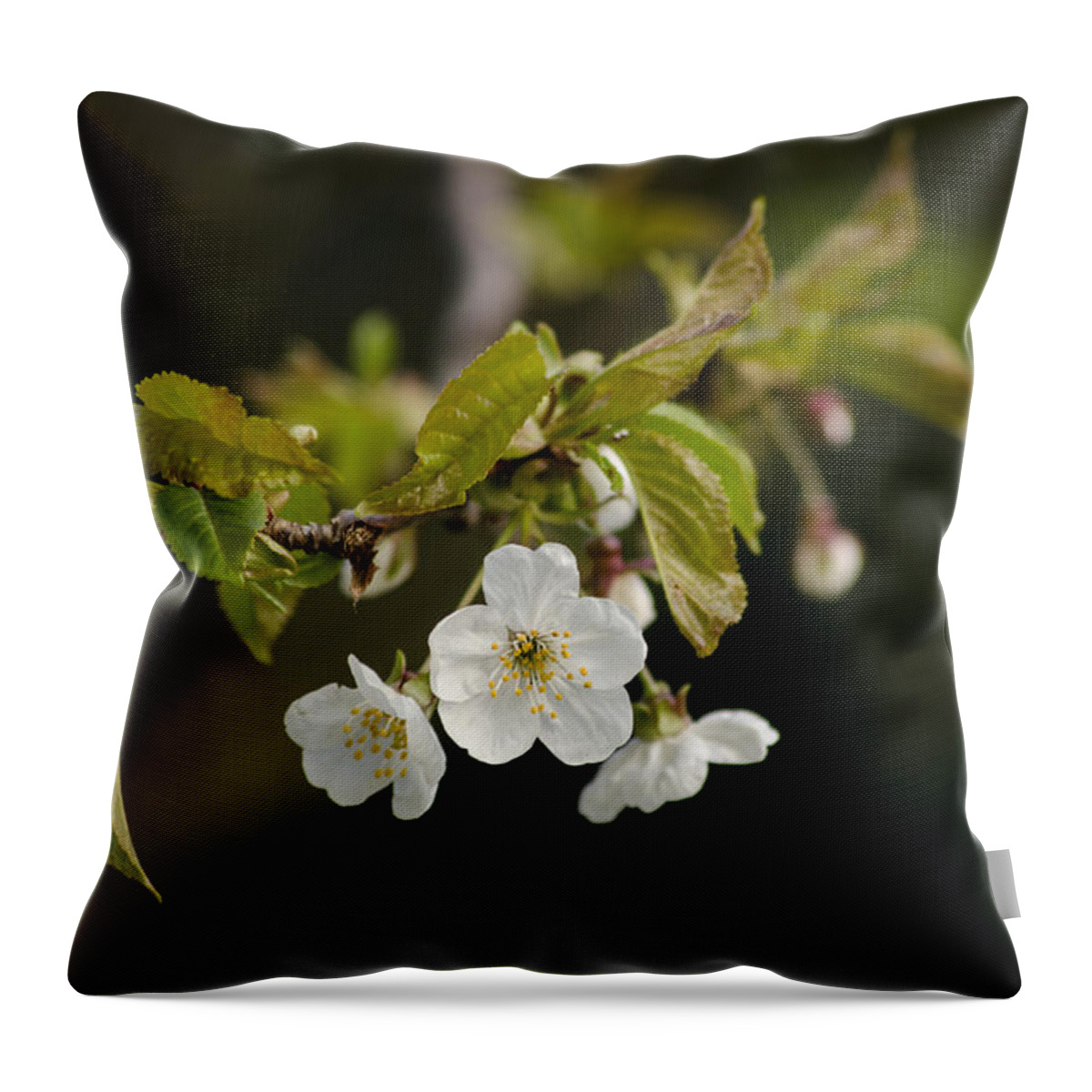 Branch Throw Pillow featuring the photograph Spring Blossom by Spikey Mouse Photography