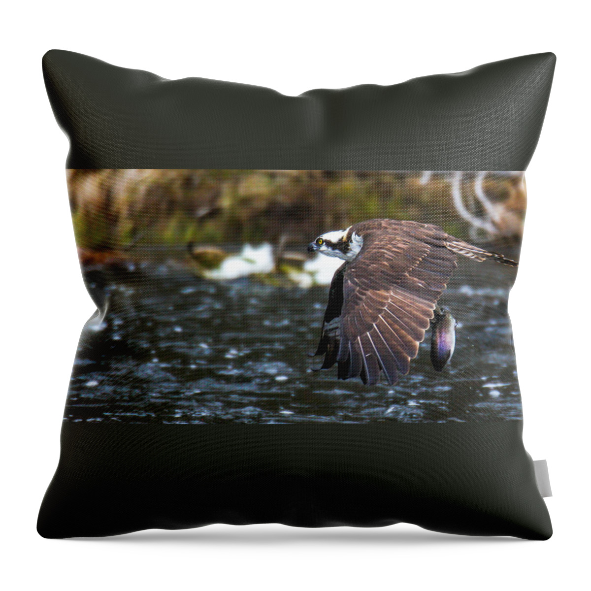 Osprey Throw Pillow featuring the photograph Spring Catch by Kevin Dietrich